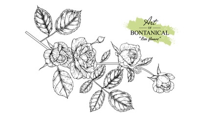 Sketch Floral Botany Collection. Rose flower drawings. Black and white with line art on white backgrounds. Hand Drawn Botanical Illustrations.Vector.