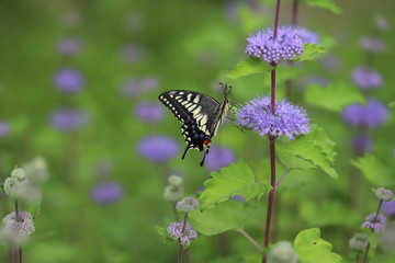 ダンギクに止まるアゲハチョウ