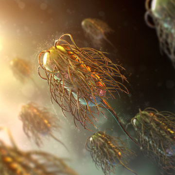 Salmonella Bacteria