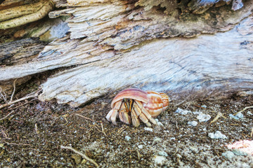 Beautiful crab. Shell. Sand. Beautiful wildlife Maldives.