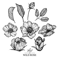 Sketch Floral Botany Collection. Rose flower drawings. Black and white with line art on white backgrounds. Hand Drawn Botanical Illustrations.Vector.