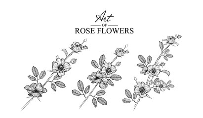 Sketch Floral Botany Collection. Rose flower drawings. Black and white with line art on white backgrounds. Hand Drawn Botanical Illustrations.Vector.