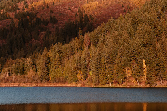 Pine Trees at Sunset