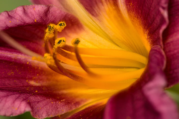 Fototapeta na wymiar Stamens in the yellow throat of a maroon lily flower.