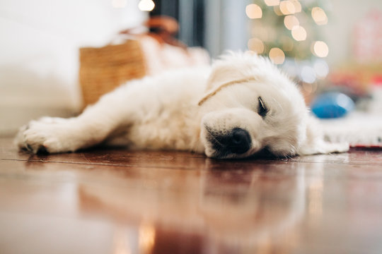 puppy sleeping in front of Christmas tree