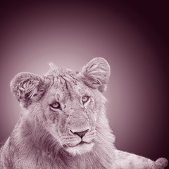 Lioness in the grass