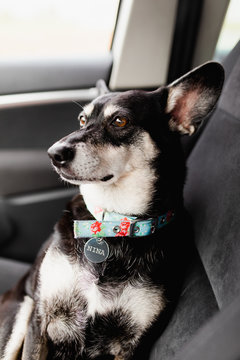 Cute dog with floral collar and tag with her name sitting on car seat