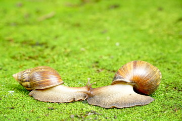 Lovely of two Giant Snail on green moss. They have a coiled shell to protect body and Slime can made Nourishing cream. Natural animal. Nature Life. Lovely concept