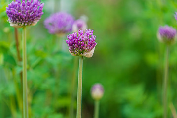 onion flowers in the garden