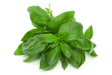 Green basil herb isolated