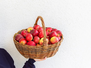 Woman holds a big wicker basket with red and yellow apples on a background of a white wall, fresh harvest from the garden