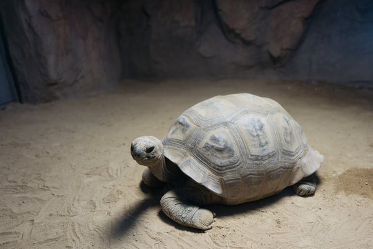 Close-up of a tortoise, Hokkaido, Japan
