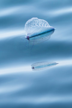 Portuguese Man-o-War reflection