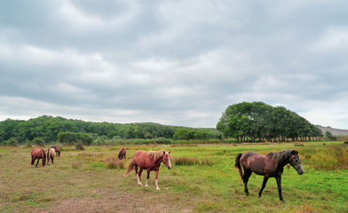 Obraz na płótnie Canvas horses on meadow
