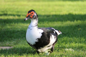 Muscovy Duck