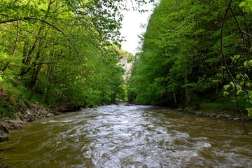 a mountain stream in summer