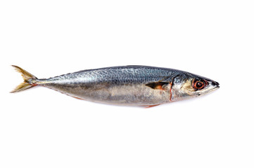 Fresh  Mackerel fish isolated on white background