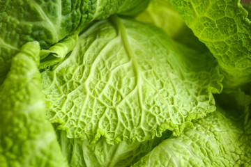 Fresh savoy cabbage, closeup view