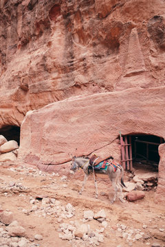 Donkey in the ancient city of Petra in Jordan
