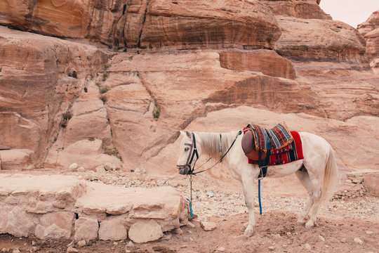 White horse in the ancient city of Petra in Jordan