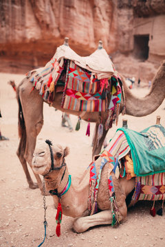 Camels in rose red rocks in the ancient city of Petra in Jordan