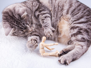 Beautiful grey cat plays with human model for artists