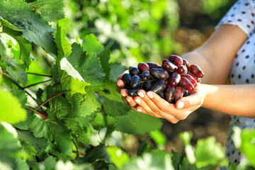 Woman holding cluster of fresh ripe juicy grapes in vineyard