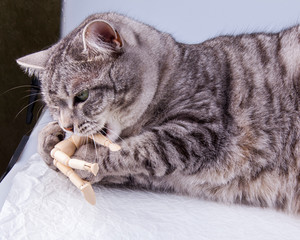 Beautiful grey cat plays with human model for artists