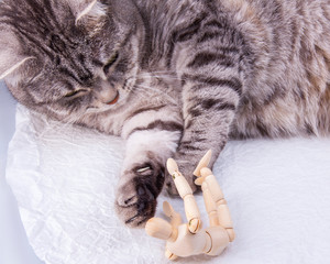 Beautiful grey cat plays with human model for artists