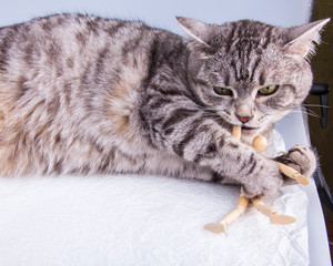 Beautiful grey cat plays with human model for artists