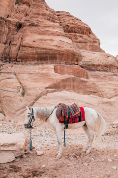 White horse in the ancient city of Petra in Jordan
