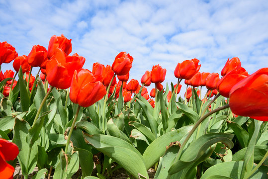 Red tulips bloom in spring farm under cloudy blue sky