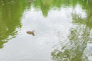 Lake in the park Volkspark Friedrichshain in Berlin, duck swimming in the lake