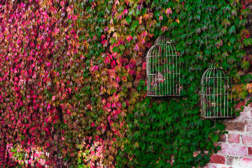 Vines growing on wall