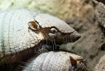 Armadillo sleeping on top of another armadillo