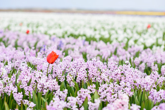 Single red tulip bloom in hyacinth farm in spring