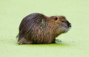 Beaver in the middle of a pool filled with duckweed