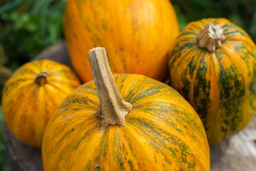 Orange ripened pumpkins in the garden, fresh organic vegetables from the garden