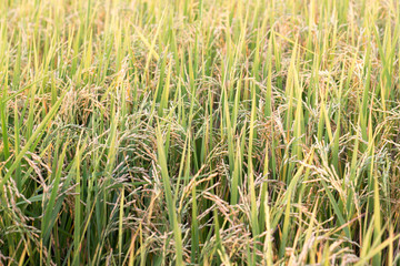 green grass in the wind