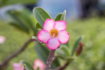 pink orchid flower