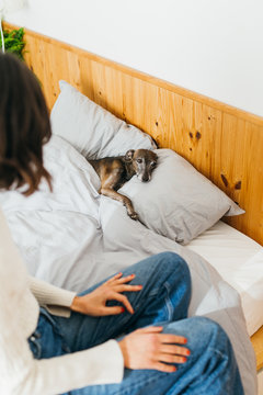 Sick dog in bed.