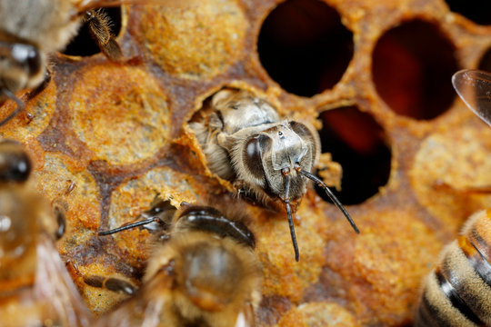 Close up of honey bees in honeycomb
