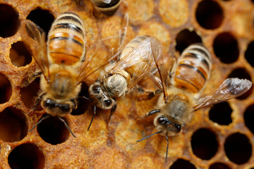 Honeybees
