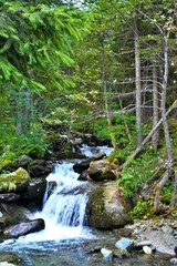 a mountain stream in summer