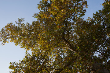 Fototapeta premium Autumn tree tops on sky background. Autumn trees sky view. Autumn tree tops in autumn forest scene