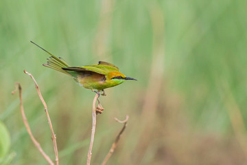 Green bee eater 