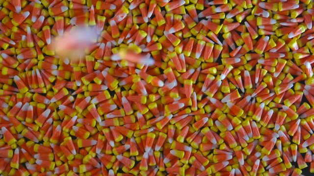 Candy corn is seen dropping into a large pile of candy corn.