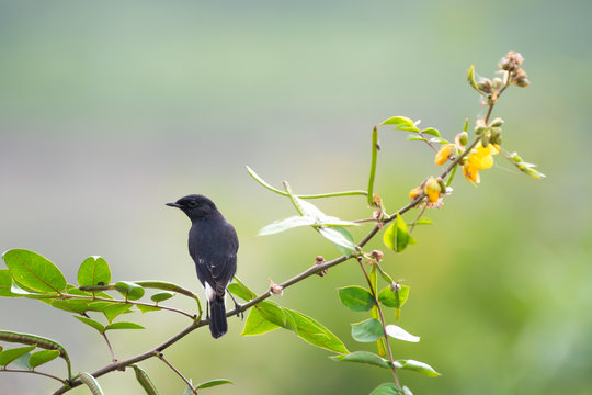 Pied bush-chat  