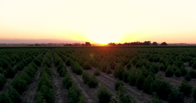 Hemp fields low level Phantom flight during sunset. 4k