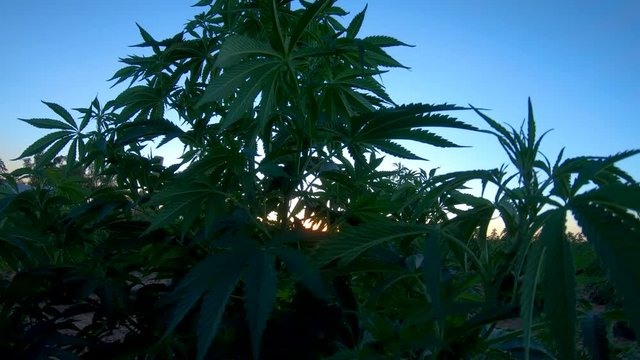 Hemp  plant in the sunset dances in the breeze.